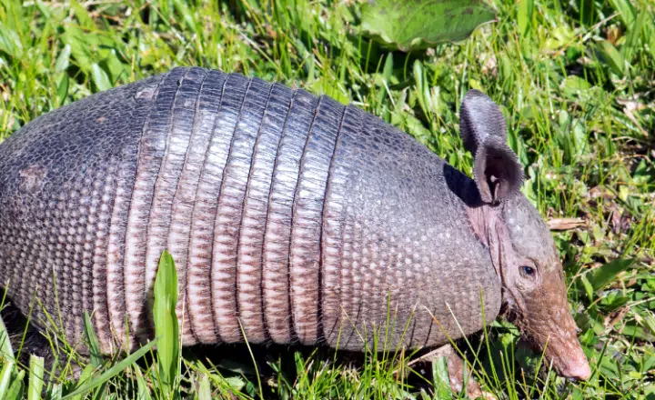 La palabra del día: Conchudo - Easy Español