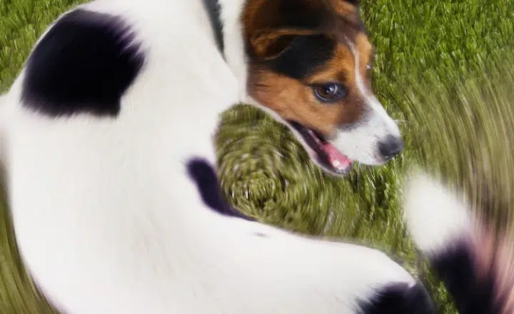 Saying of the day: Antes de criticar, mírate la cola - Easy Español