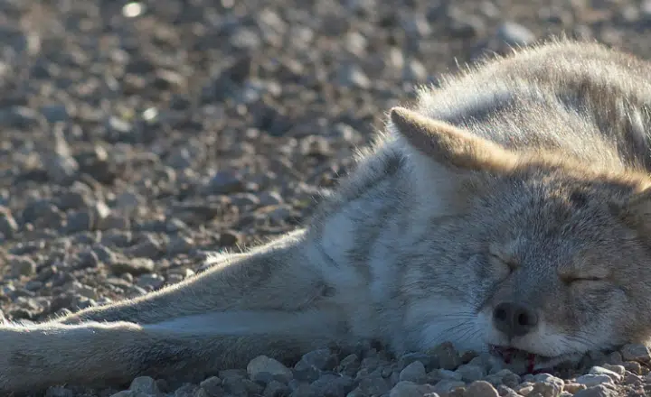 Saying of the day: Echarse un coyotito - Easy Español