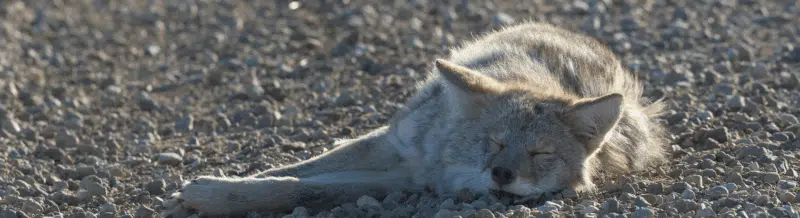 Saying of the day: Echarse un coyotito - Easy Español