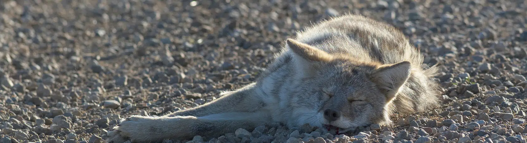 Saying of the day: Echarse un coyotito - Easy Español