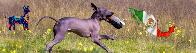 ¿Sabías que los perros eran sagrados para los Aztecas? - Easy Español