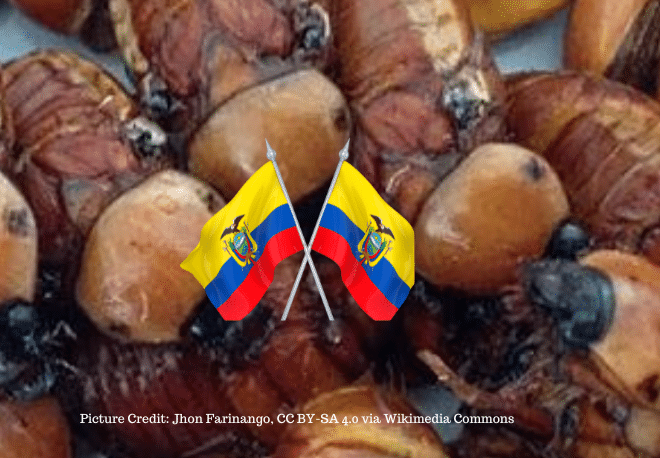 ¿Sabías que el escarabajo blanco es un delicioso platillo ecuatoriano? - Easy Español