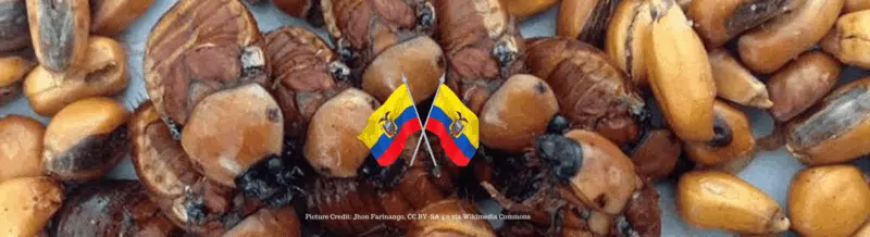 ¿Sabías que el escarabajo blanco es un delicioso platillo ecuatoriano? - Easy Español