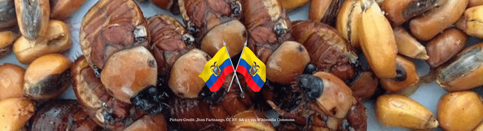 ¿Sabías que el escarabajo blanco es un delicioso platillo ecuatoriano? - Easy Español