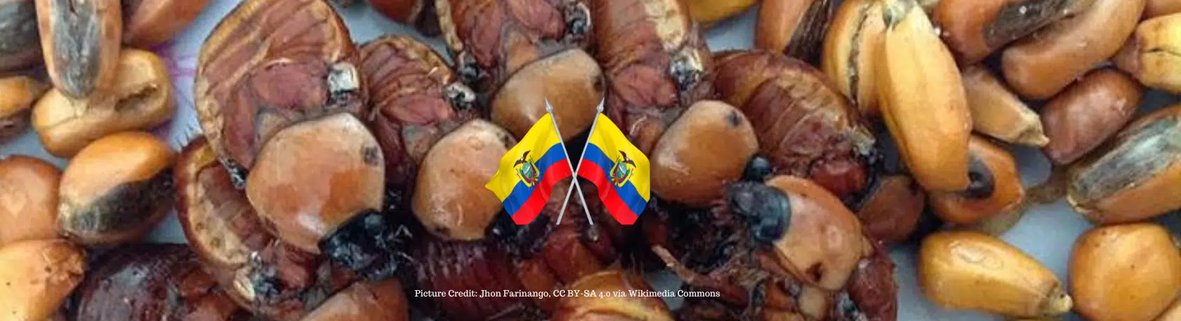 ¿Sabías que el escarabajo blanco es un delicioso platillo ecuatoriano? - Easy Español