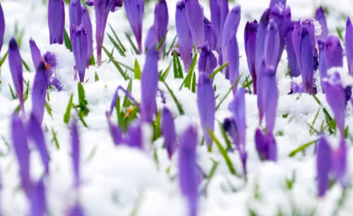 Saying of the day: El invierno no es pasado mientras abril no es terminado - Easy Español