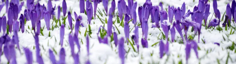 Saying of the day: El invierno no es pasado mientras abril no es terminado - Easy Español