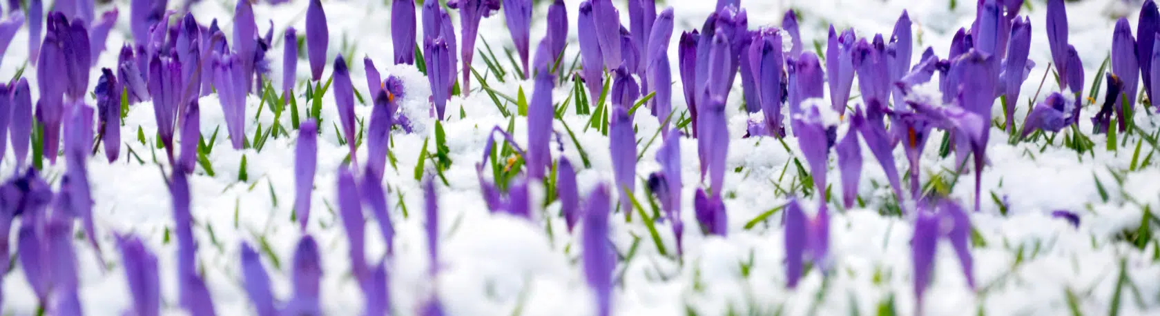 Saying of the day: El invierno no es pasado mientras abril no es terminado - Easy Español