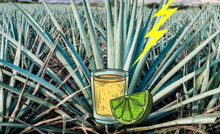 ¿Sabías que el tequila se descubrió gracias al impacto de un rayo? - Easy Español