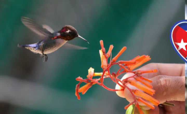 Practice Spanish while learning about Cuba's exotic wildlife - Easy Español - Speak Spanish now!