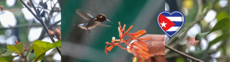 Practice Spanish while learning about Cuba's exotic wildlife - Easy Español - Speak Spanish now!