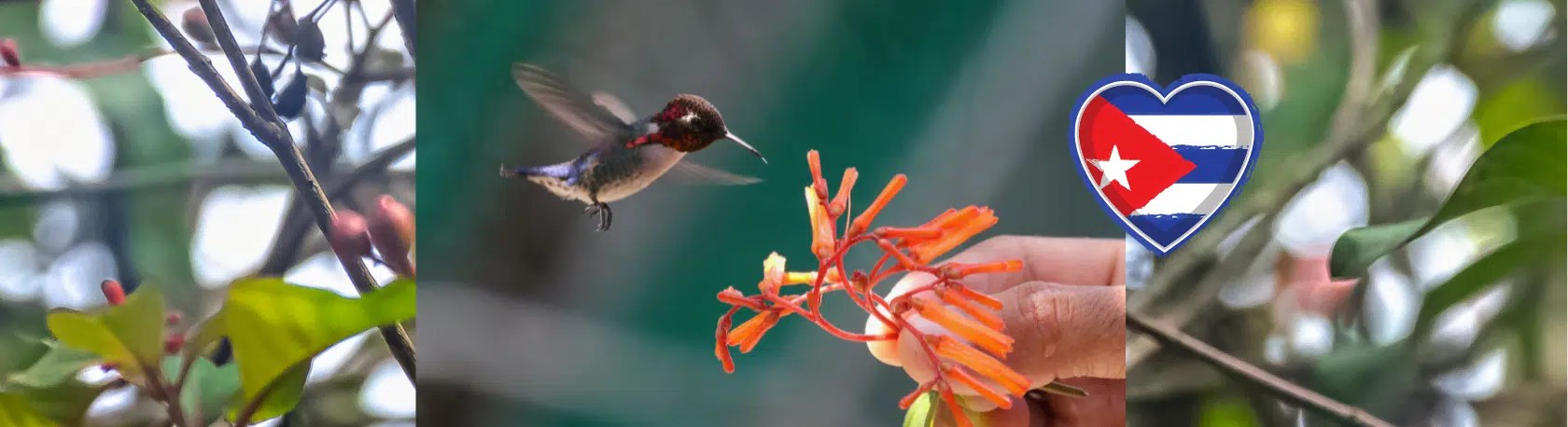 Practice Spanish while learning about Cuba's exotic wildlife - Easy Español - Speak Spanish now!