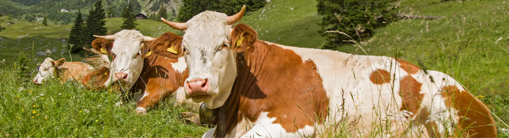 Learn new Spanish expressions: Hacer una vaca - Easy Español