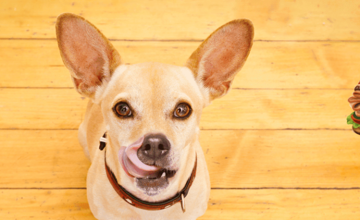 Learn how to use the Spanish idiom 'Como el perro de las dos tortas' - Easy Español - Mexican idioms - Speak Spanish now!