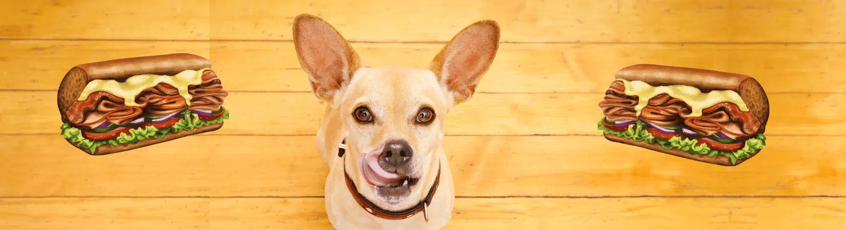 Learn how to use the Spanish idiom 'Como el perro de las dos tortas' - Easy Español - Mexican idioms - Speak Spanish now!