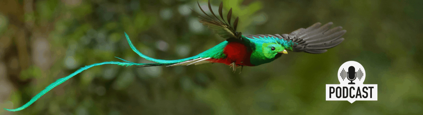 Perfect your Spanish comprehension skills: Las aves emblemáticas del continente americano - Easy Spanish Podcast - Easy Español - Spanish Listening