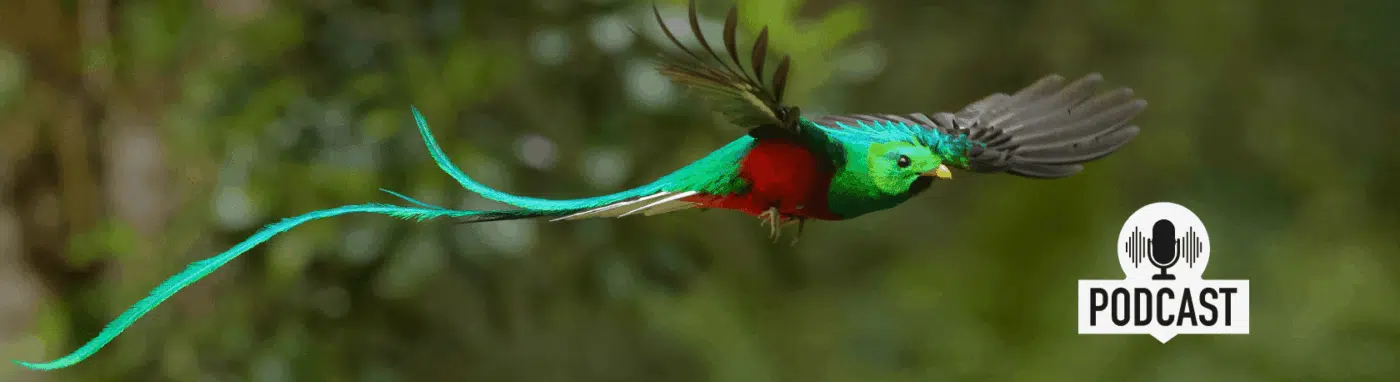 Perfect your Spanish comprehension skills: Las aves emblemáticas del continente americano - Easy Spanish Podcast - Easy Español - Spanish Listening