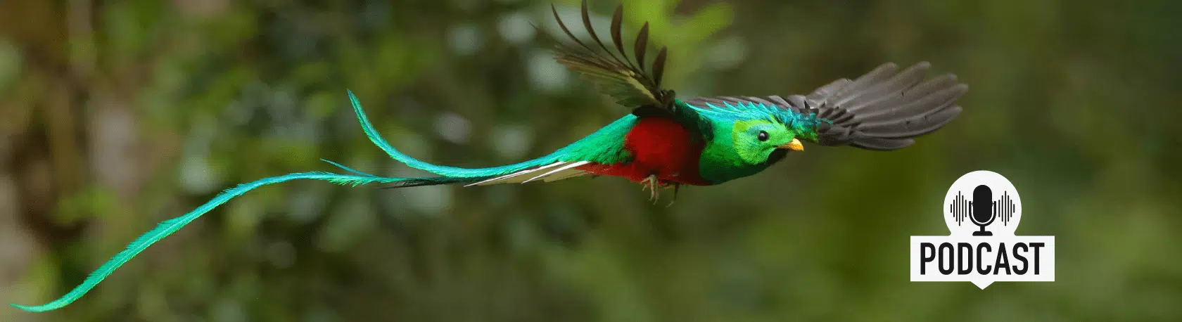 Perfect your Spanish comprehension skills: Las aves emblemáticas del continente americano - Easy Spanish Podcast - Easy Español - Spanish Listening