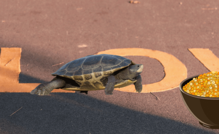 New Spanish idioms to enrich your vocabulary: Estar lentejas - Easy Español - Speak Spanish Now!