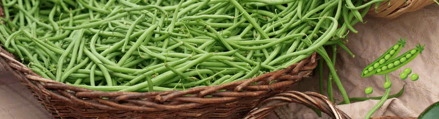 Spruce up your everyday Spanish: Judías verdes - Spanish Word of the Day - Palabra del Día - Easy Español -Speak Spanish now