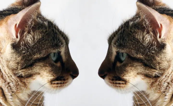 Improve your Spanish grammar skills by learning the different uses of 'MISMO' (Lower Intermediate & Up) - Spanish Grammar Bites - Learn Spanish - Speak Spanish - Study Spanish - Easy Español