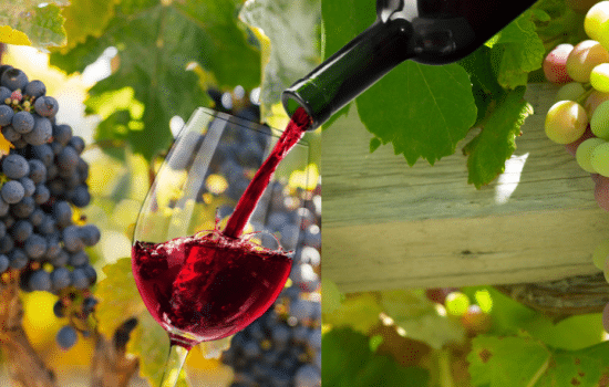 Practice your Spanish vocabulary as your learn the interesting history of Chilean wine! - Spanish Podcast - Vino de Chile - Speak Spanish - Listen Spanish - Learn Spanish - Easy Español