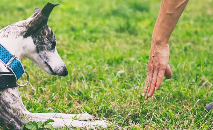 Strengthen your Spanish grammar knowledge by reviewing the conjugation of Tú en Imperativo - Speak Spanish - Learn Spanish - Practice Spanish - Easy Español