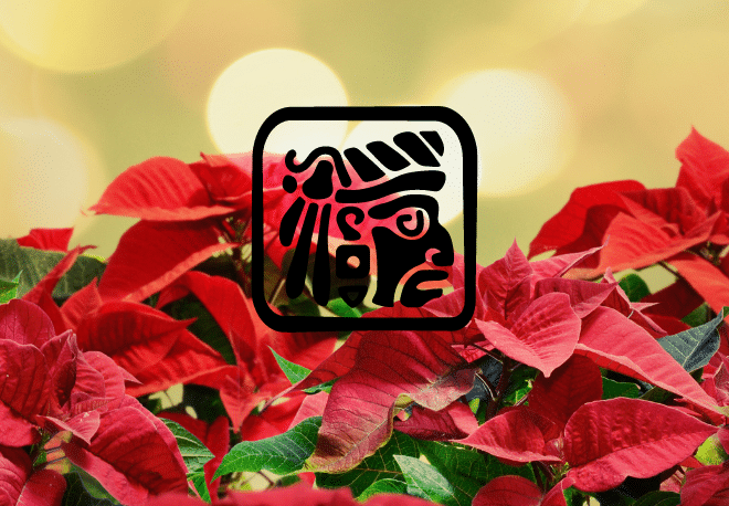 Expand your Spanish knowledge & learn more about the 'Poinsettia' or Christmas Eve flower - Speak Spanish _Spanish vocabulary - Spanish podcast - Learn Spanish - Easy Español