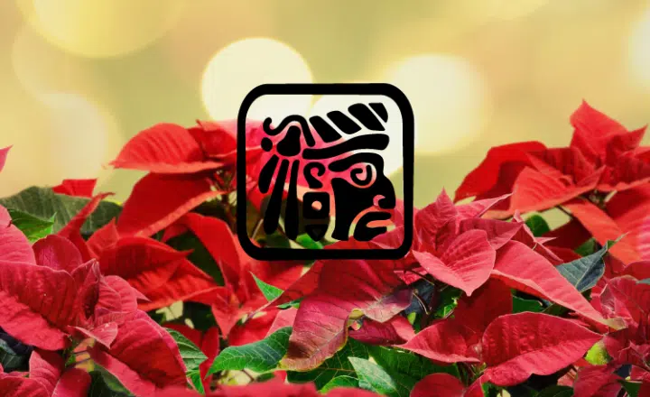 Expand your Spanish knowledge & learn more about the 'Poinsettia' or Christmas Eve flower - Speak Spanish _Spanish vocabulary - Spanish podcast - Learn Spanish - Easy Español