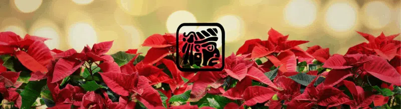 Expand your Spanish knowledge & learn more about the 'Poinsettia' or Christmas Eve flower - Speak Spanish _Spanish vocabulary - Spanish podcast - Learn Spanish - Easy Español