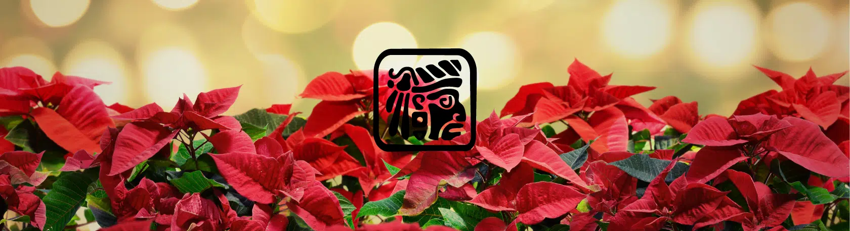 Expand your Spanish knowledge & learn more about the 'Poinsettia' or Christmas Eve flower - Speak Spanish _Spanish vocabulary - Spanish podcast - Learn Spanish - Easy Español