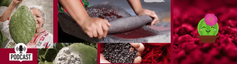 Fascinating Spanish Podcast to improve your español: La grana cochinilla that painted the world red - Learn Spanish - Speak Spanish - Spanish Listening - Easy Español