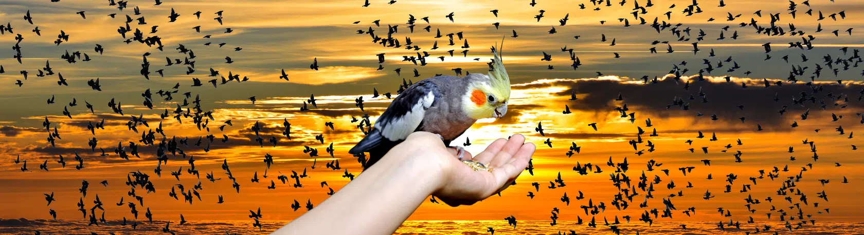 Show off your Spanish skills with the popular saying: “Más vale pájaro en mano que cien volando” - Spanish sayings - Speak Spanish - Frase del Día - Learn Spanish - Easy Español