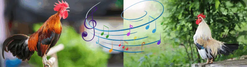 Learn Spanish Expressions: OTRO GALLO CANTARÍA - Spanish phrases - Spanish idioms - Speak Spanish - Study Spanish - Learn Spanish - Easy Español