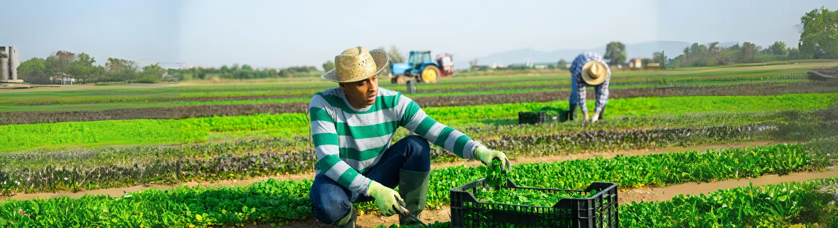 Pick up new Spanish vocabulary: Gañán - Palabra del Día - Spanish Word of the Day - Learn Spanish - Speak Spanish - Study Spanish - Easy Español