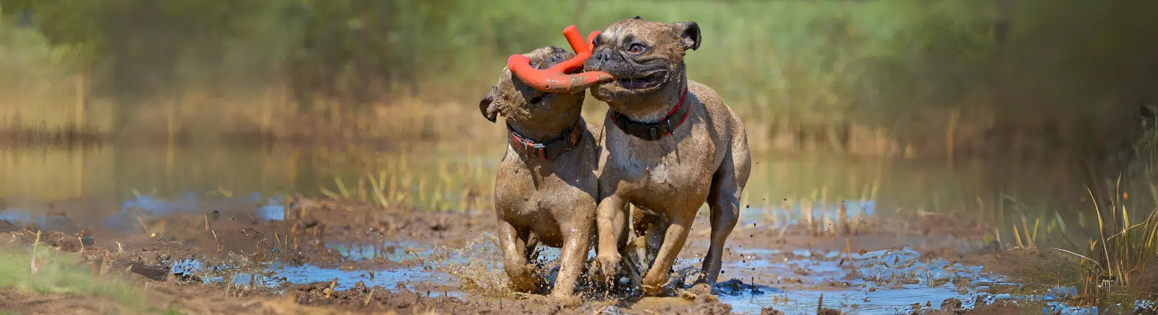 Build up your Spanish vocabulary by learning all about the adjective 'roñoso'! - Palabra del Día - Spanish Word of the Day - Learn Spanish - Speak Spanish - Practice Spanish - Easy Español