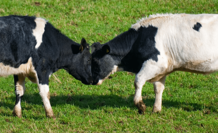 Work on your Spanish Grammar with these SPECIAL USES OF SE - Learn Spanish - Practice Spanish - Study Spanish - Easy Español