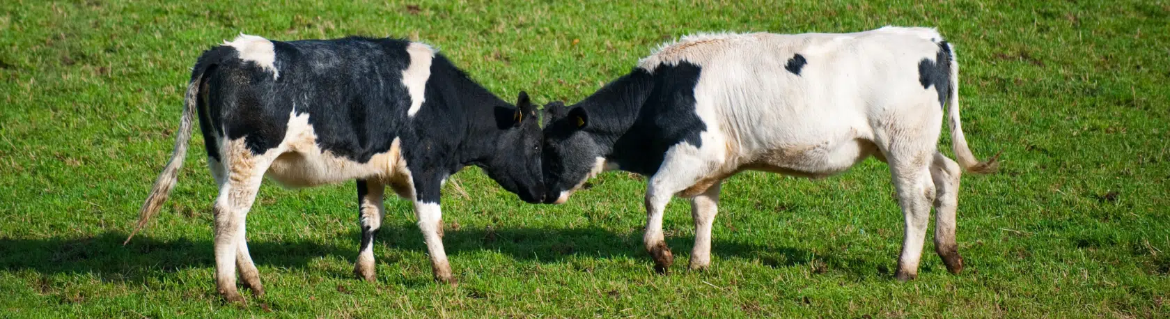 Work on your Spanish Grammar with these SPECIAL USES OF SE - Learn Spanish - Practice Spanish - Study Spanish - Easy Español