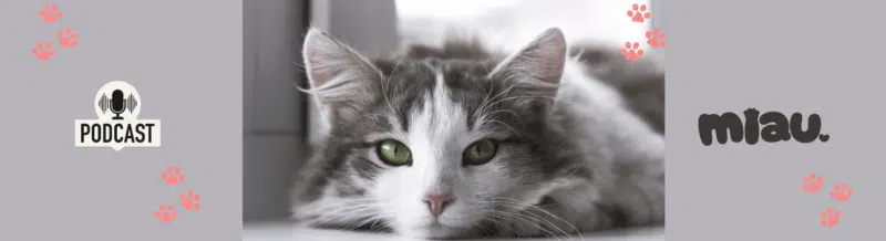 Hear the fascinating history of LOS GATOS and improve your Spanish listening comprehension skills - Spanish Podcast - Spanish on the Go - Speak Spanish - Spanish Audio - Learn Spanish - Easy Español