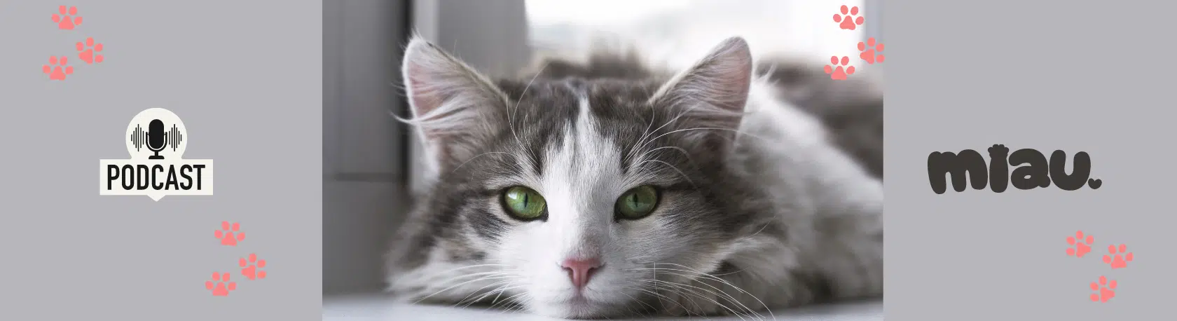 Hear the fascinating history of LOS GATOS and improve your Spanish listening comprehension skills - Spanish Podcast - Spanish on the Go - Speak Spanish - Spanish Audio - Learn Spanish - Easy Español