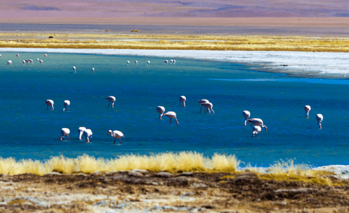 Listen to our Spanish Podcast and learn more about Chile's fascinating DESIERTO DE ATACAMA