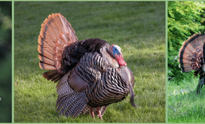 Spanish Word of the Day: Guajolote - Palabra del Día - Learn Spanish - Practice Spanish - Speak Spanish - Easy Español