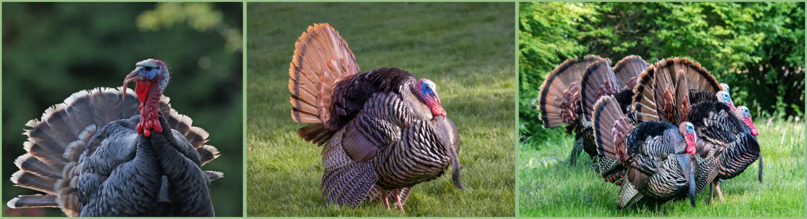 Spanish Word of the Day: Guajolote - Palabra del Día - Learn Spanish - Practice Spanish - Speak Spanish - Easy Español