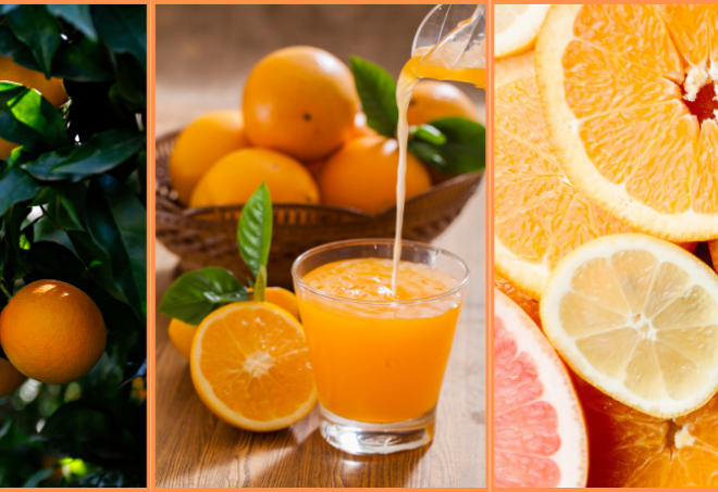 Find out how and when LAS NARANJAS arrived in the American continent on this interesting Spanish Podcast - Spanish on the Go - Spanish listening - Learn Spanish - Speak Spanish - Practice Spanish - Easy Español