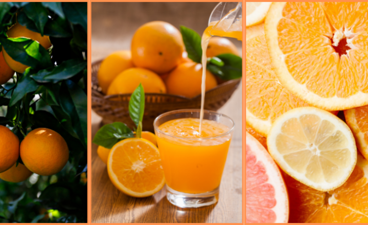 Find out how and when LAS NARANJAS arrived in the American continent on this interesting Spanish Podcast - Spanish on the Go - Spanish listening - Learn Spanish - Speak Spanish - Practice Spanish - Easy Español