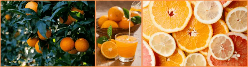 Find out how and when LAS NARANJAS arrived in the American continent on this interesting Spanish Podcast - Spanish on the Go - Spanish listening - Learn Spanish - Speak Spanish - Practice Spanish - Easy Español