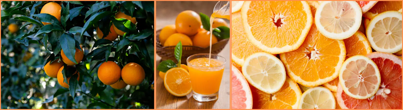 Find out how and when LAS NARANJAS arrived in the American continent on this interesting Spanish Podcast - Spanish on the Go - Spanish listening - Learn Spanish - Speak Spanish - Practice Spanish - Easy Español