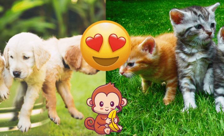 Learn expressions en español: ¡Qué mono! - Spanish expressions - Learn Spanish - Speak Spanish - Practice Spanish - Easy Español