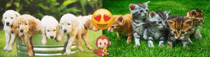 Learn expressions en español: ¡Qué mono! - Spanish expressions - Learn Spanish - Speak Spanish - Practice Spanish - Easy Español